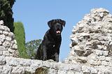 CANE CORSO 113